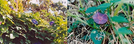 María Victoria Portelles, Cartografías dobles (Blanca-Alamar), fotografías