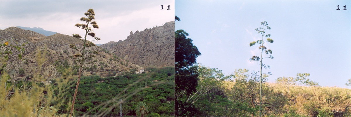María Victoria Portelles, Cartografías dobles (Blanca-Alamar), fotografías